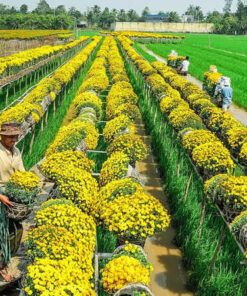 thuê xe từ vũng tàu đi đồng tháp